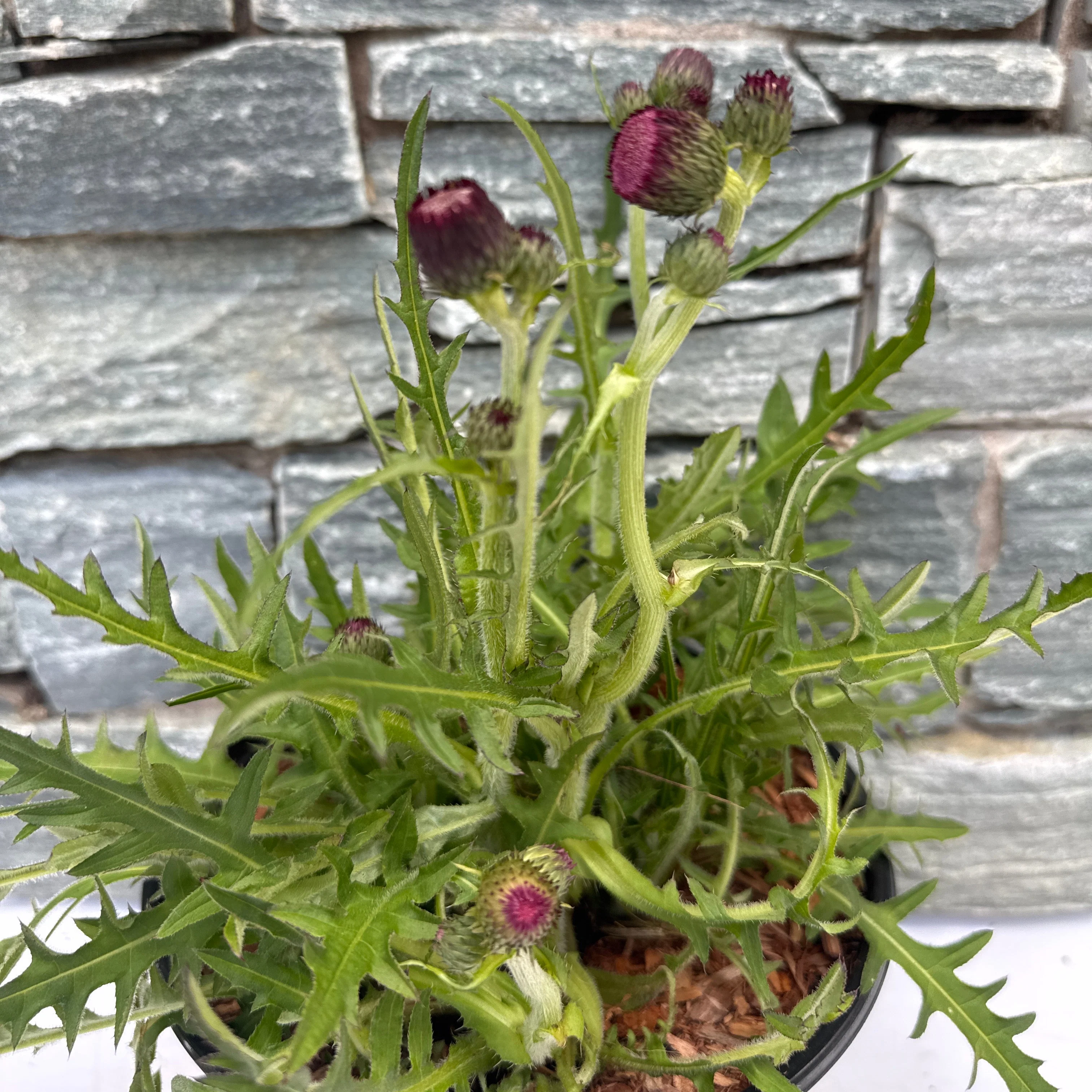 CIRSIUM atropurpureum 3L - Image 2