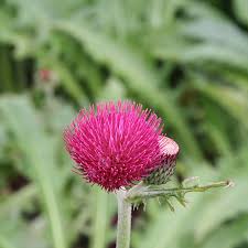 Cirsium riv. 'Atropurpureum' - Image 2