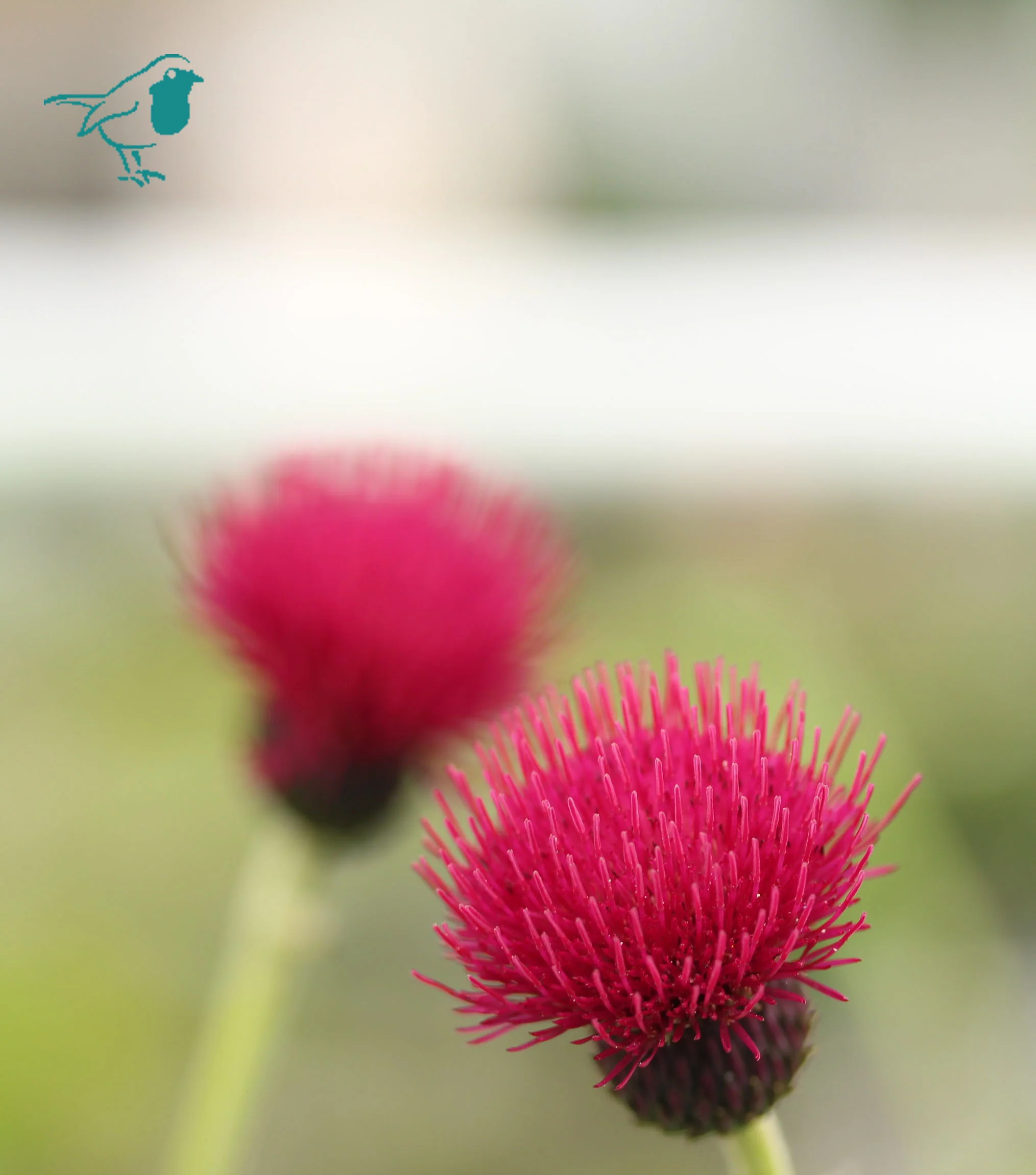 Cirsium riv. 'Atropurpureum' - Image 3