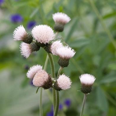Cirsium riv. Frosted Magic