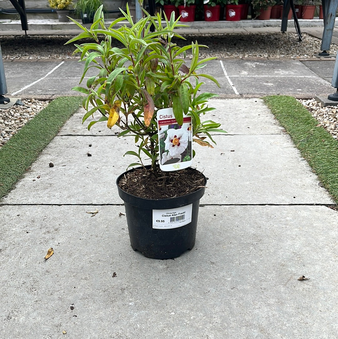 Cistus Alan Fradd - Image 3