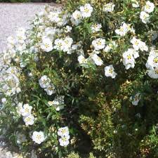 Cistus Alan Fradd - Image 4