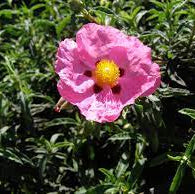 Cistus purpureus - Image 4