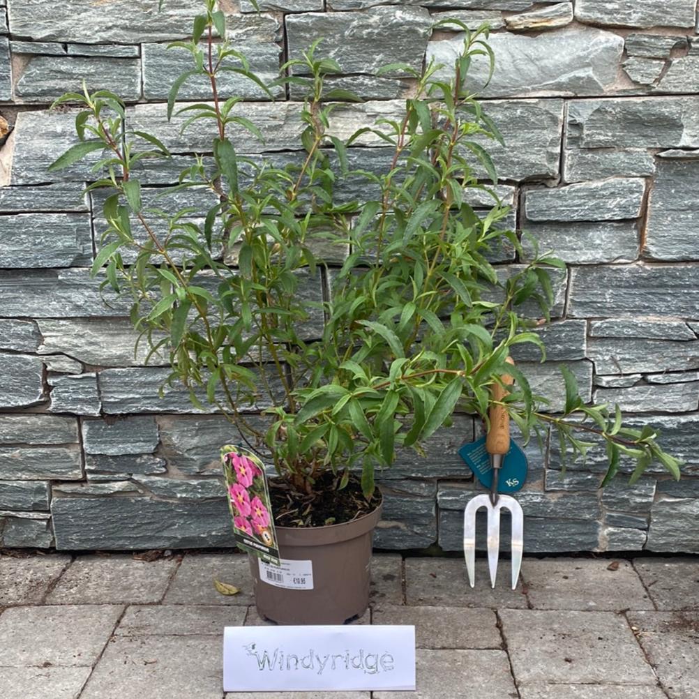 CISTUS PURPUREUS - Image 3