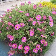 CISTUS PURPUREUS - Image 4