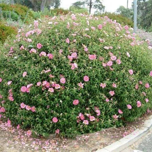 Cistus Silver Pink - Image 3