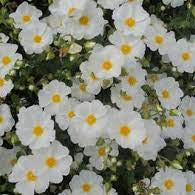 Cistus X Corbariensis - Image 3