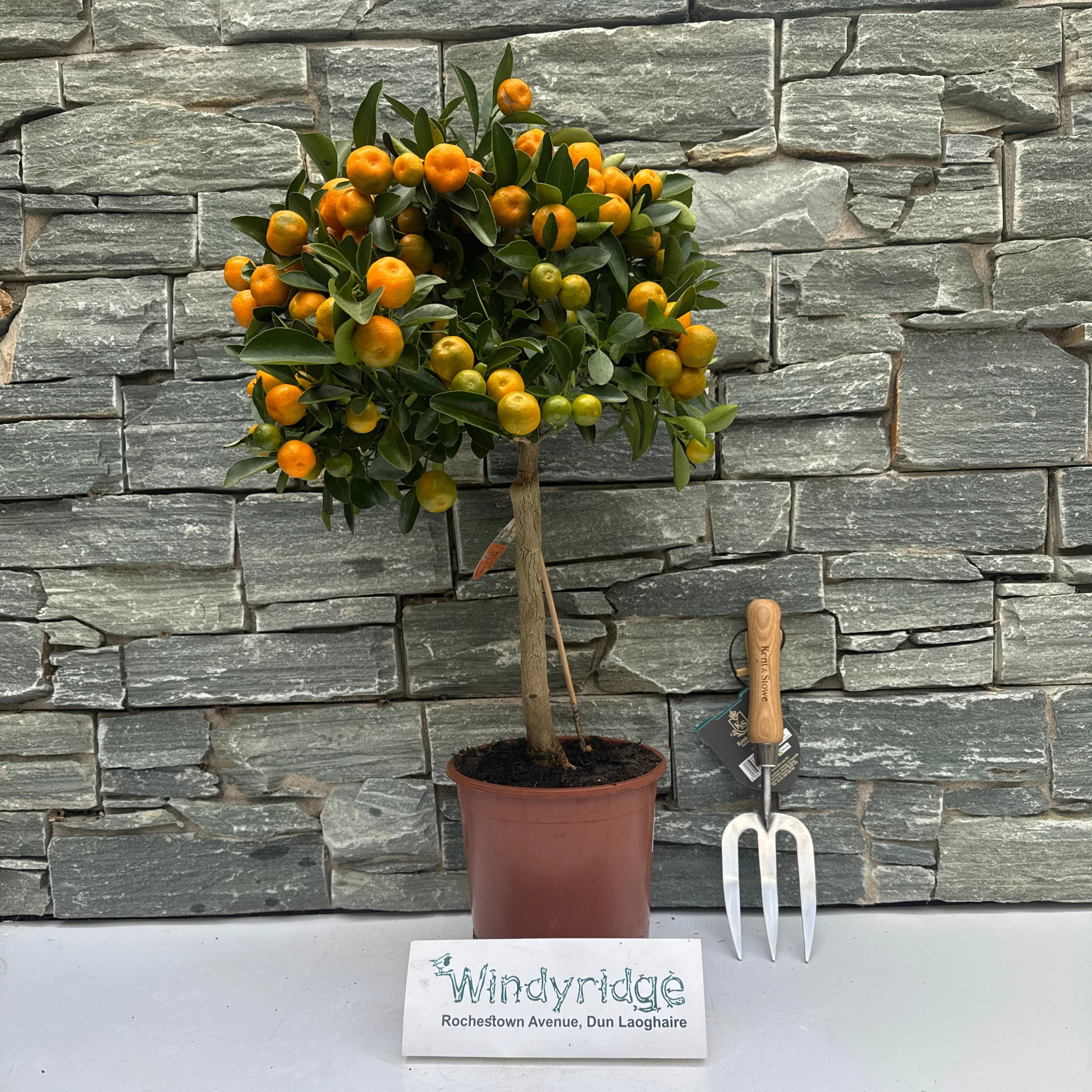 Citrofortunella mic. Citrus Calamondin on stem
