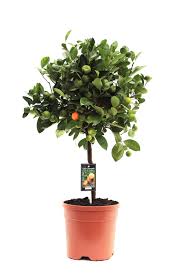 Citrofortunella mic. Citrus Calamondin on stem - Image 2
