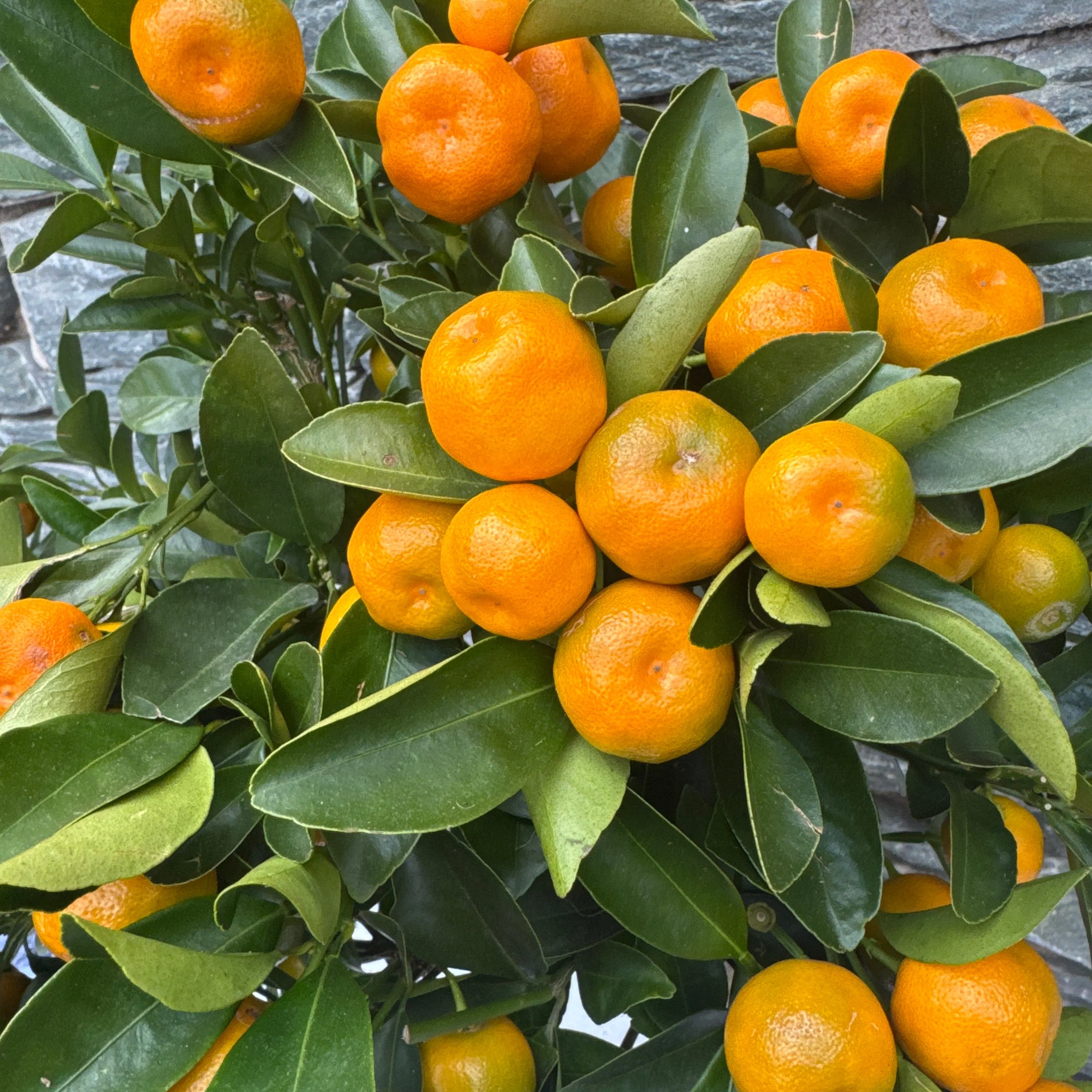 Citrofortunella mic. Citrus Calamondin on stem - Image 3