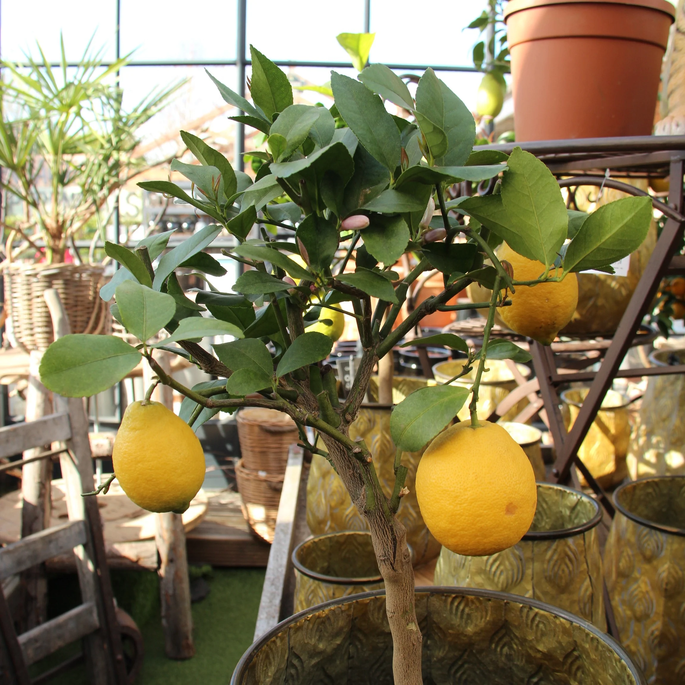 Citrus Lemon  P22, stem - Image 3
