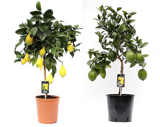 Citrus Tree mix 22cm Pot