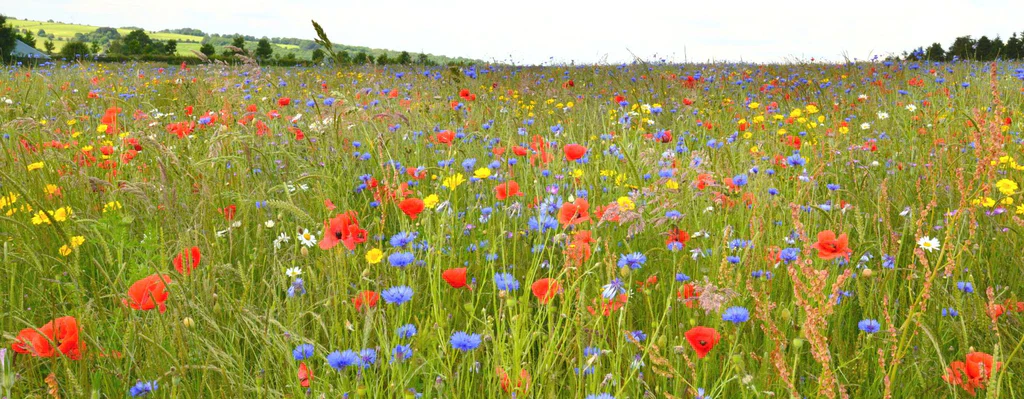 Classic Wildflowers 30 sqm