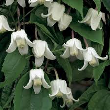 CLEMATIS A. WINTER BEAUTY 100cm 5ltr - Image 2