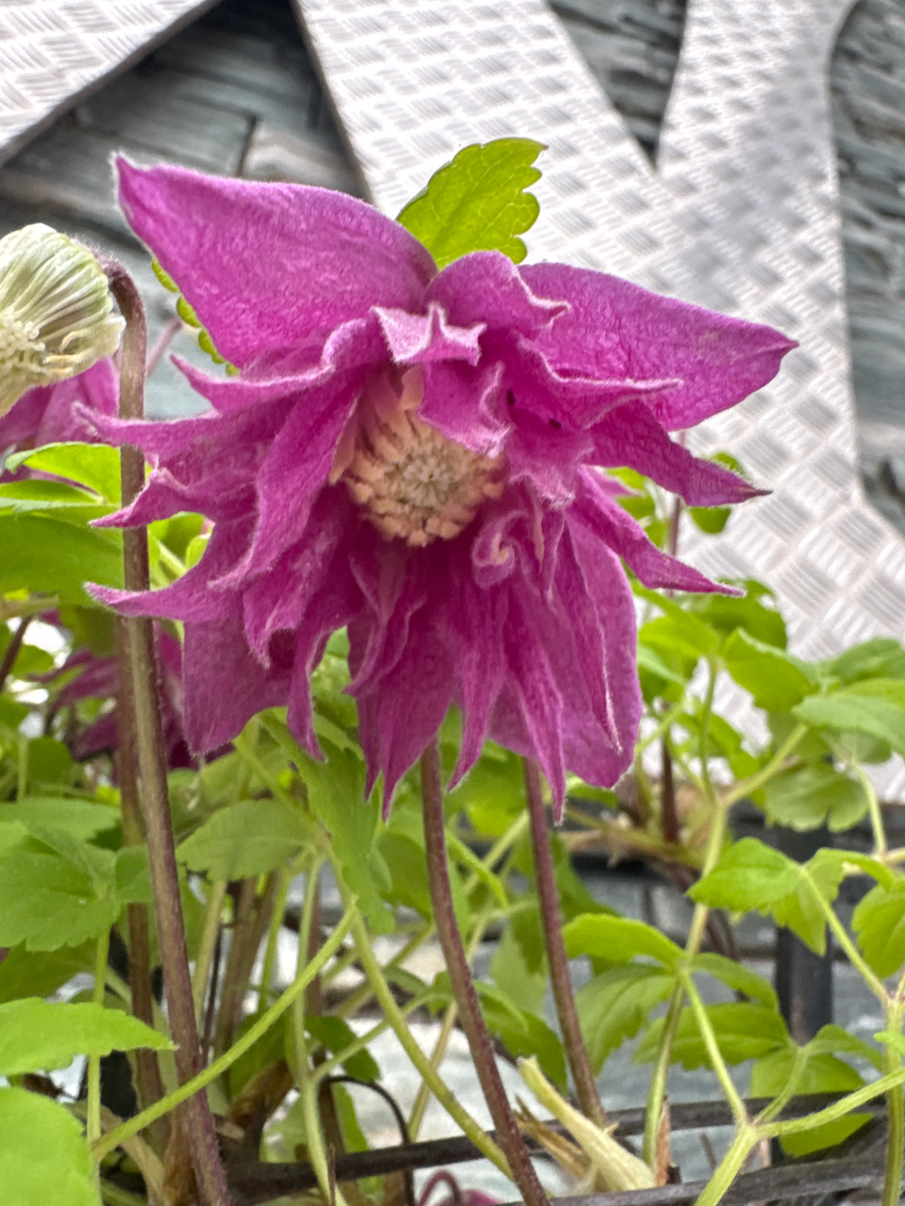 Clematis alpina 'Imke' C3 - trellis - Image 3