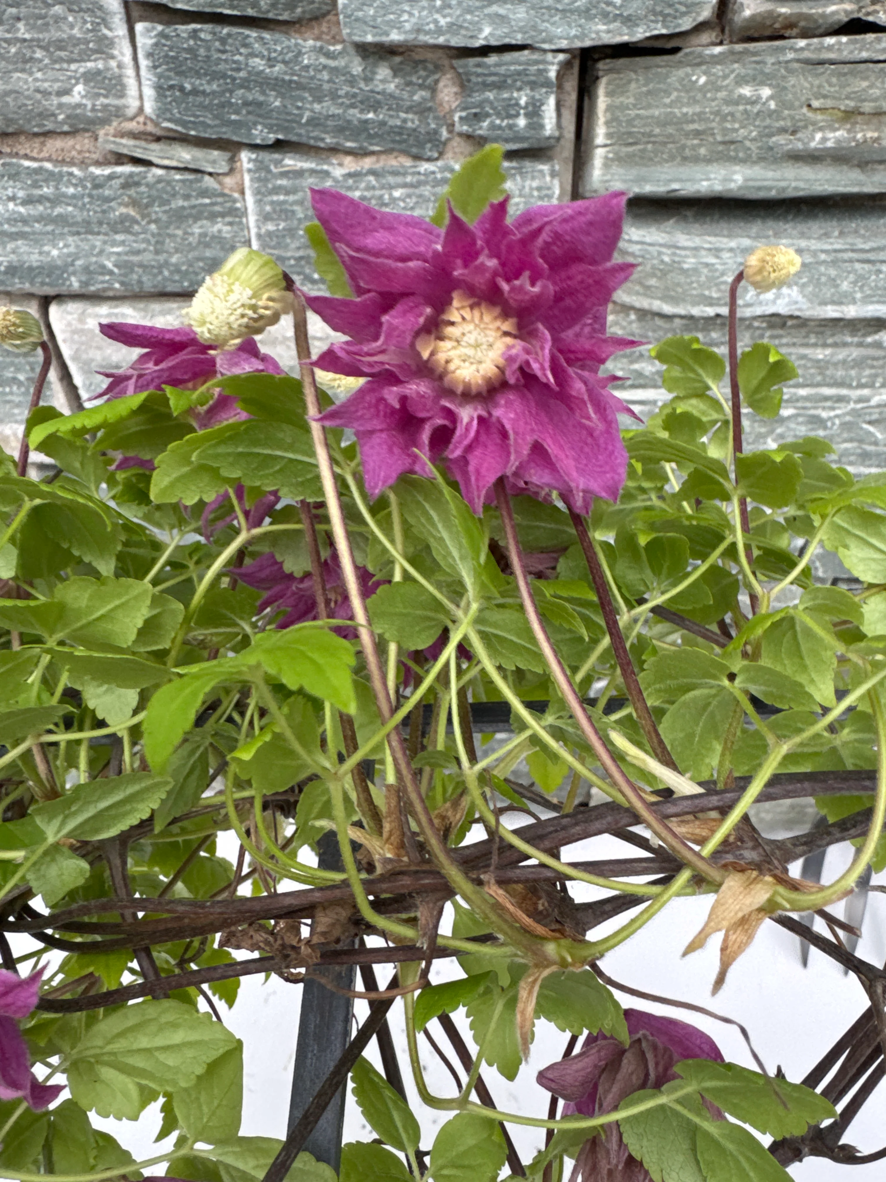 Clematis alpina 'Imke' C3 - trellis - Image 4