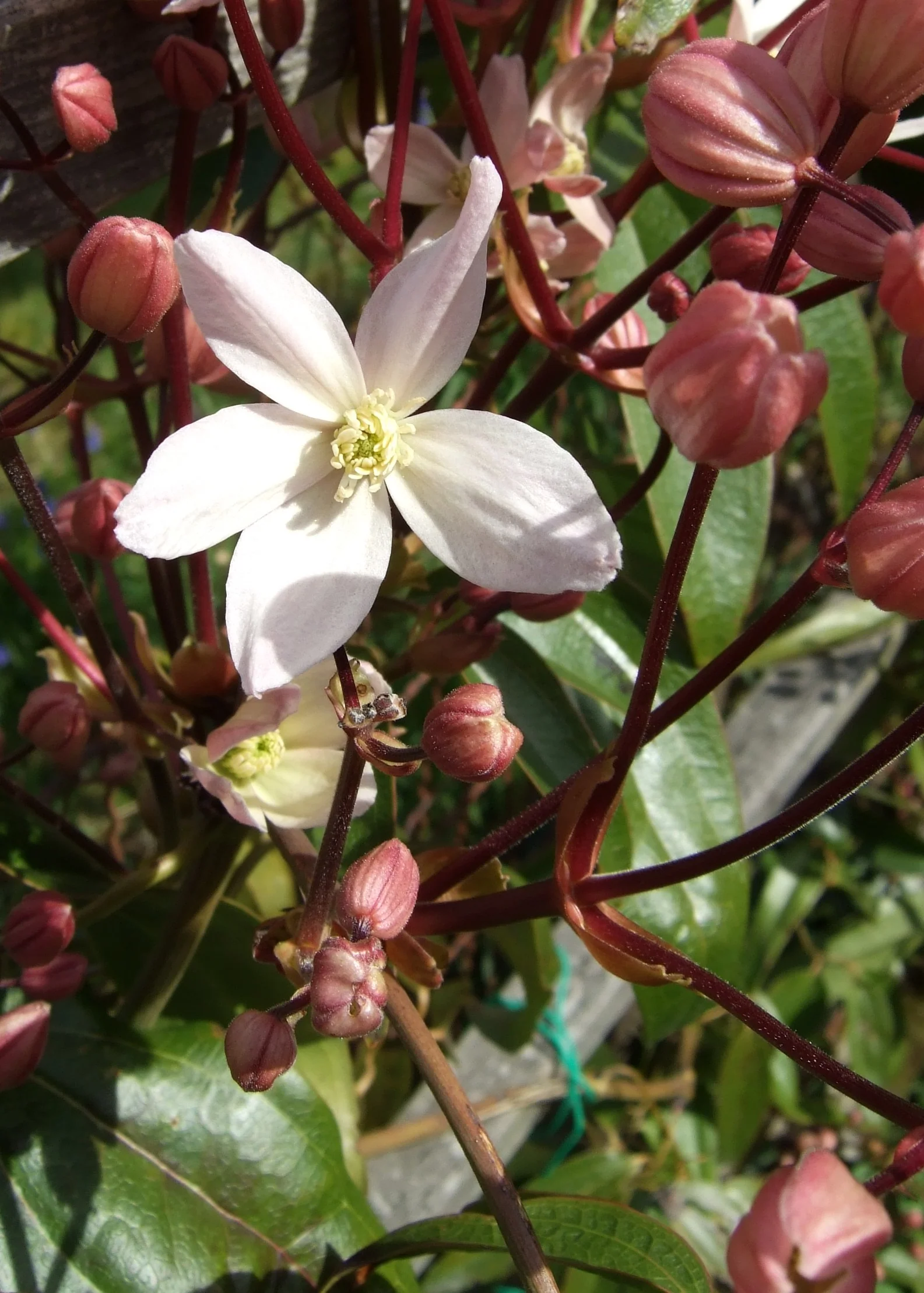 Clematis armandii Apple Blossom  2 Ltr, 4 canes - Image 2