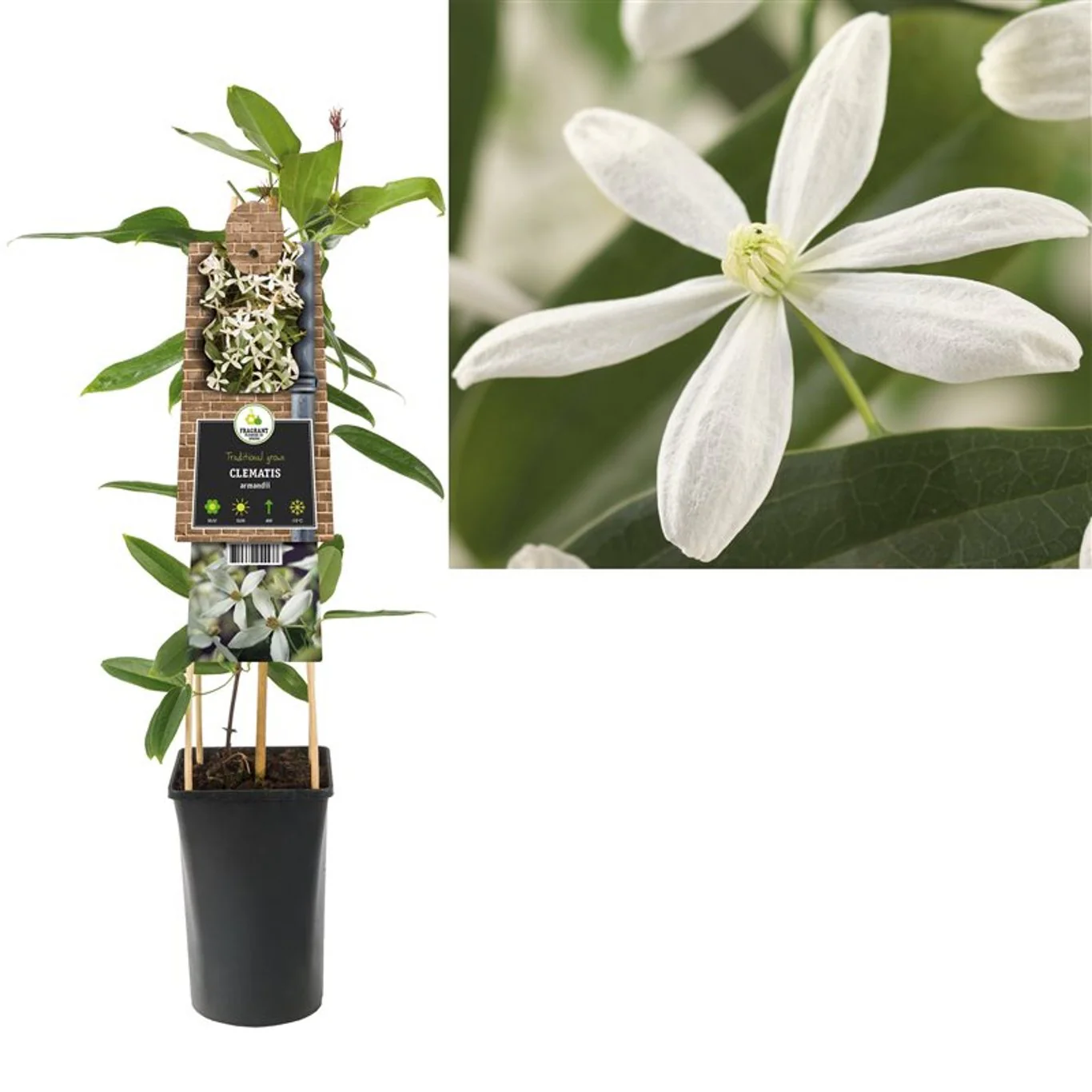 Clematis armandii  S-pot(2,25 L) - Image 3