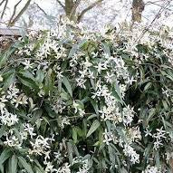 Clematis armandii Snowdrift  2 Ltr Pot single cane - Image 2