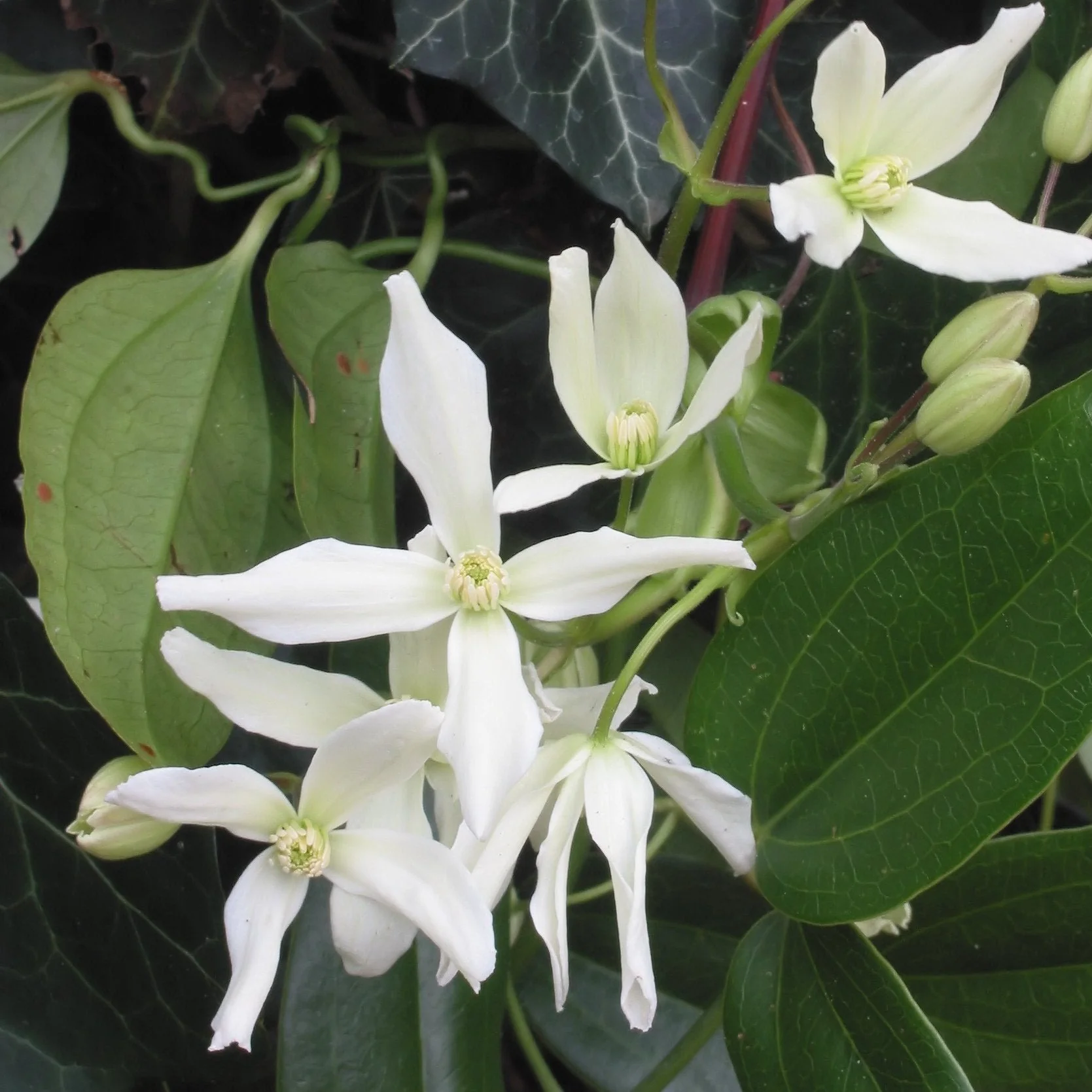 CLEMATIS ARMANDII SNOWDRIFT - Image 2
