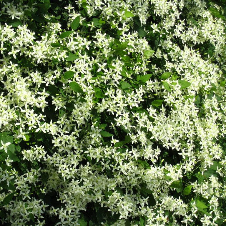 CLEMATIS ARMANDII SNOWDRIFT - Image 3