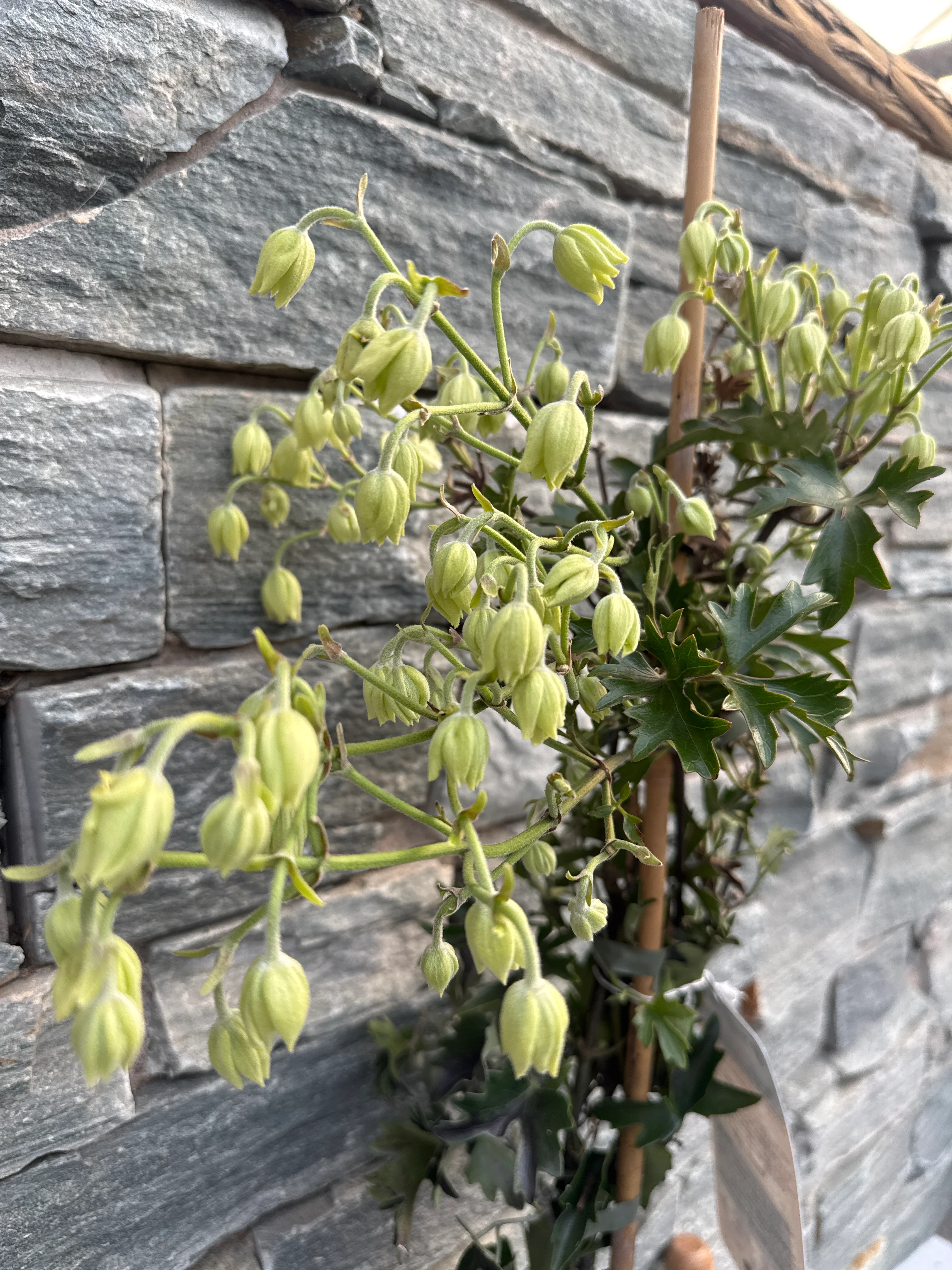 Clematis Avalanche - Image 2