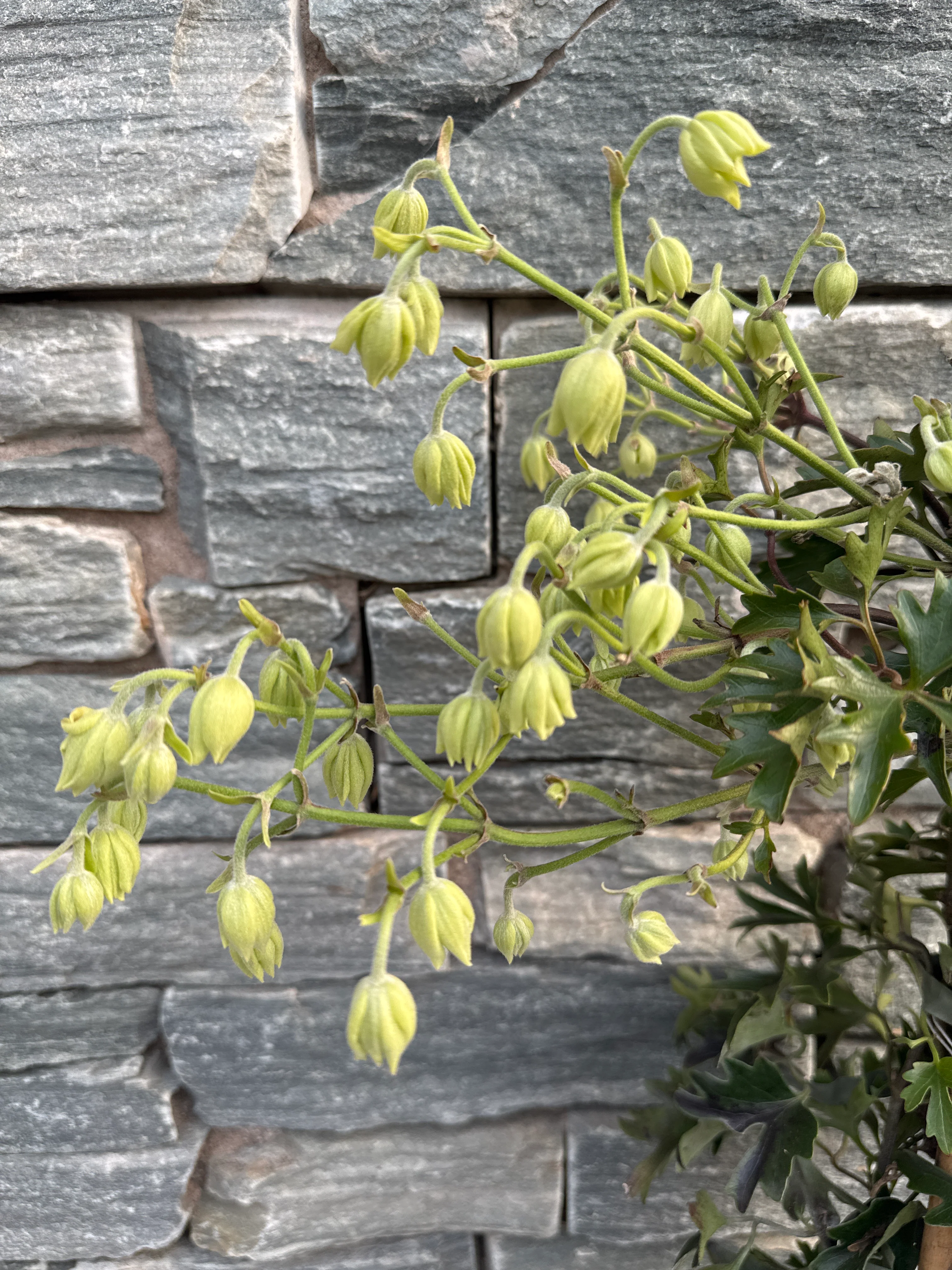 Clematis Avalanche - Image 3
