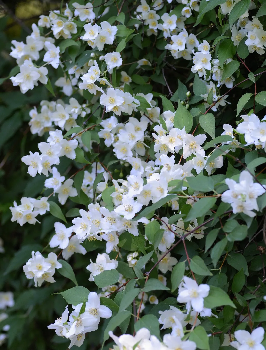 Clematis Avalanche - Image 2