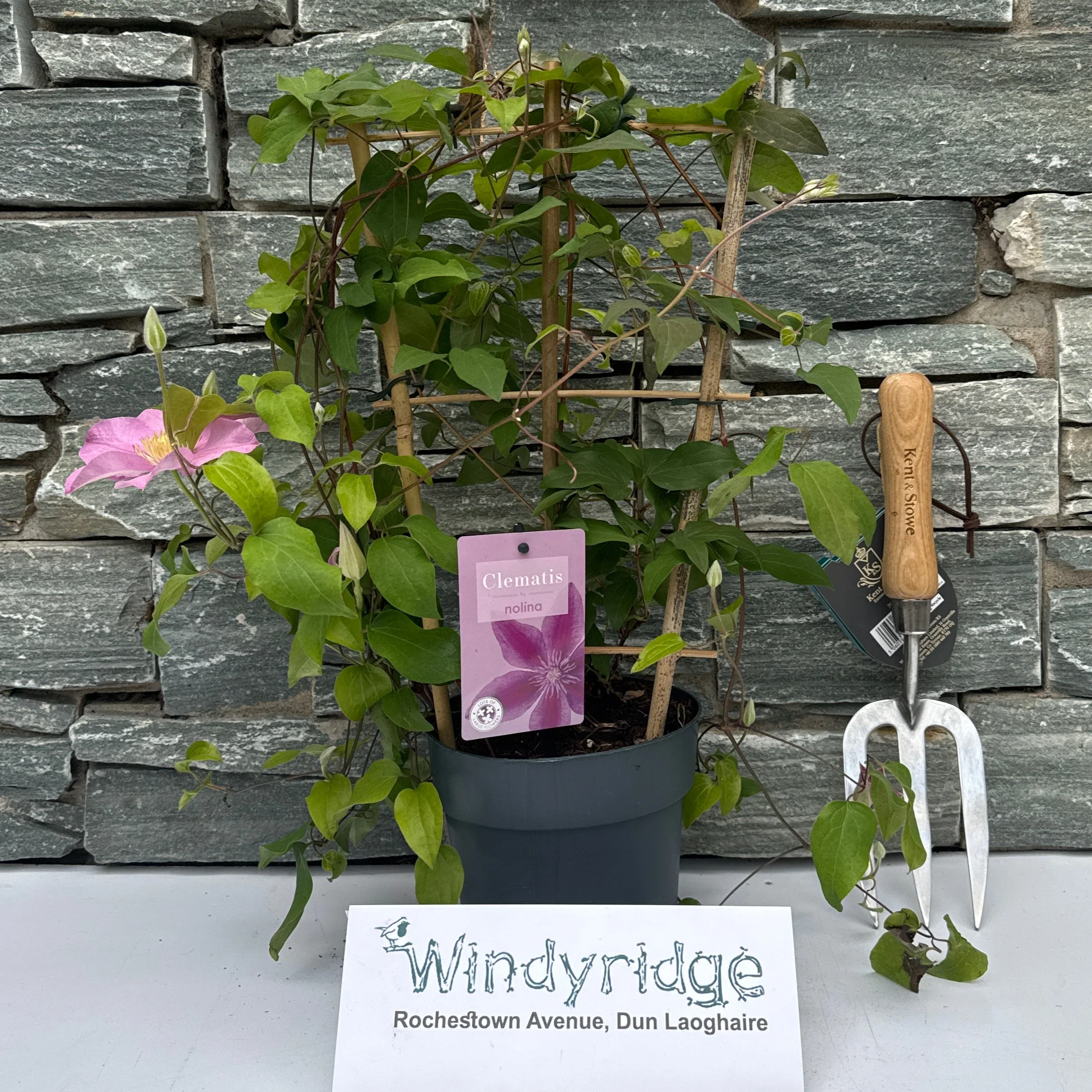 Clematis Boulevard collection  P15, trellis