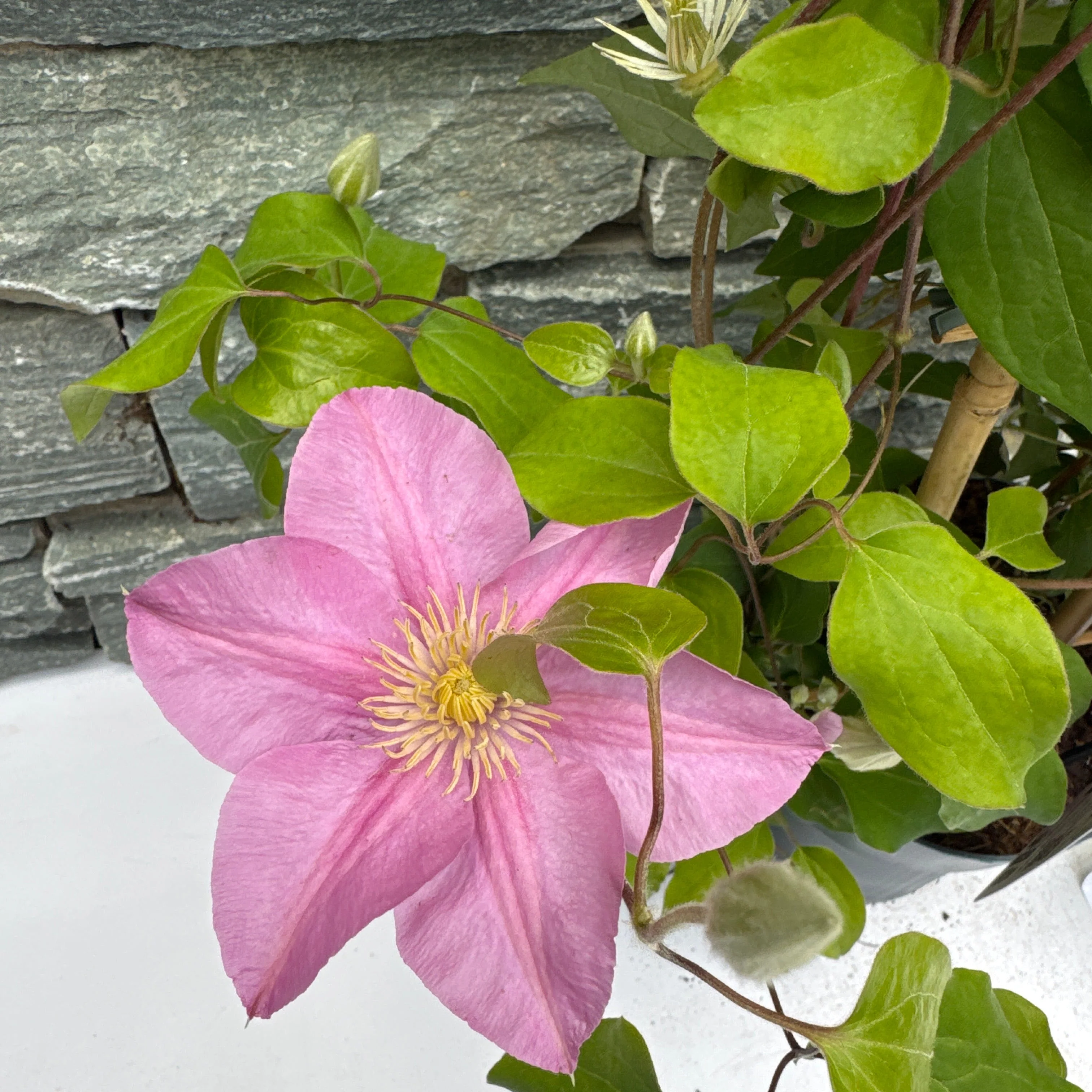 Clematis Boulevard collection  P15, trellis - Image 2