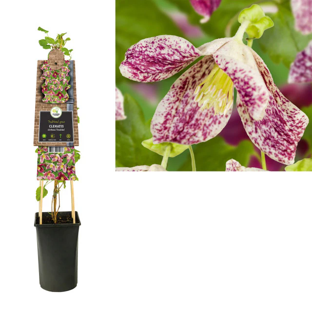 Clematis cirrhosa Freckles / S-pot(2,25 L) - Image 2