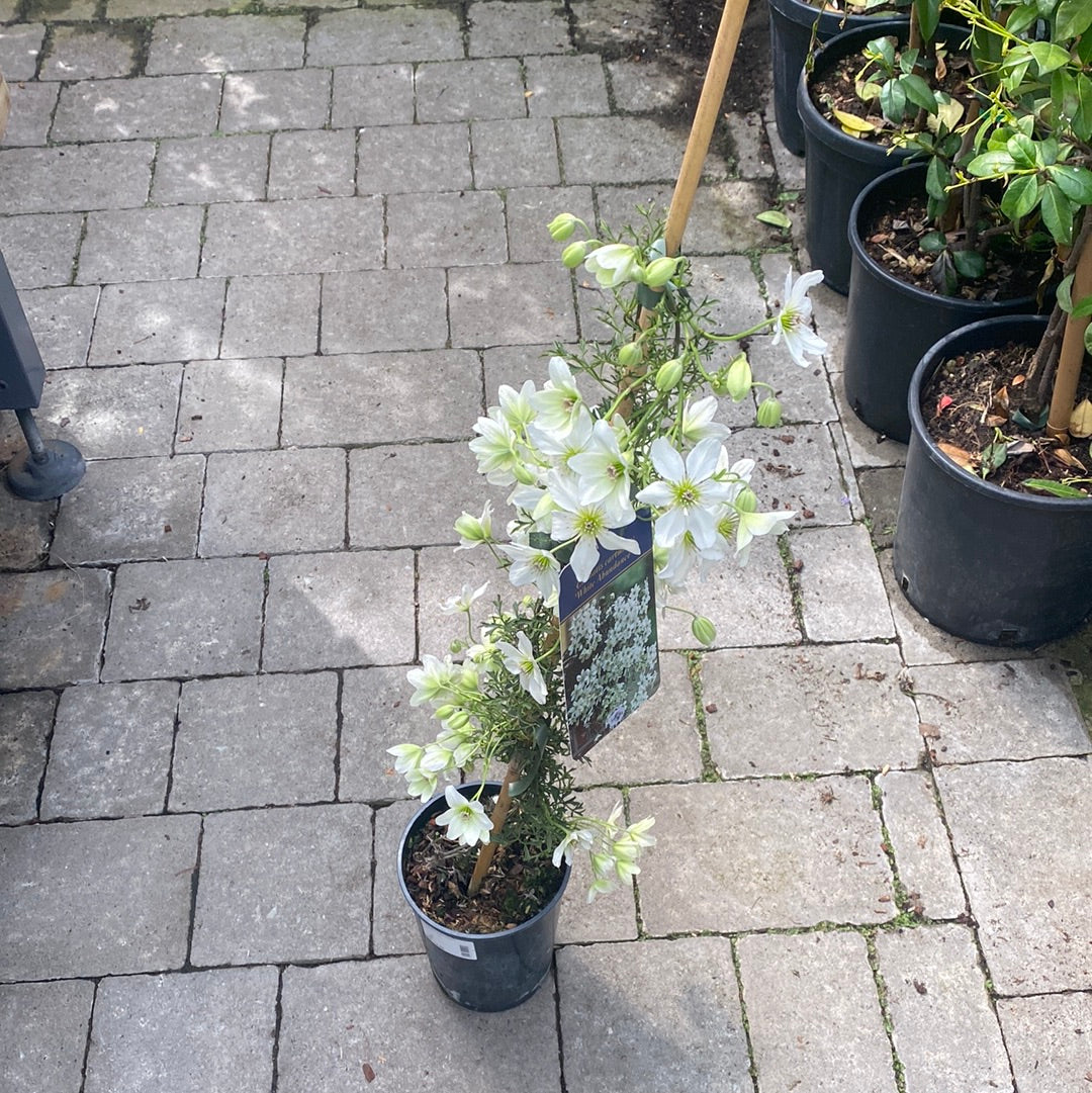 Clematis Early Sensation - Image 3
