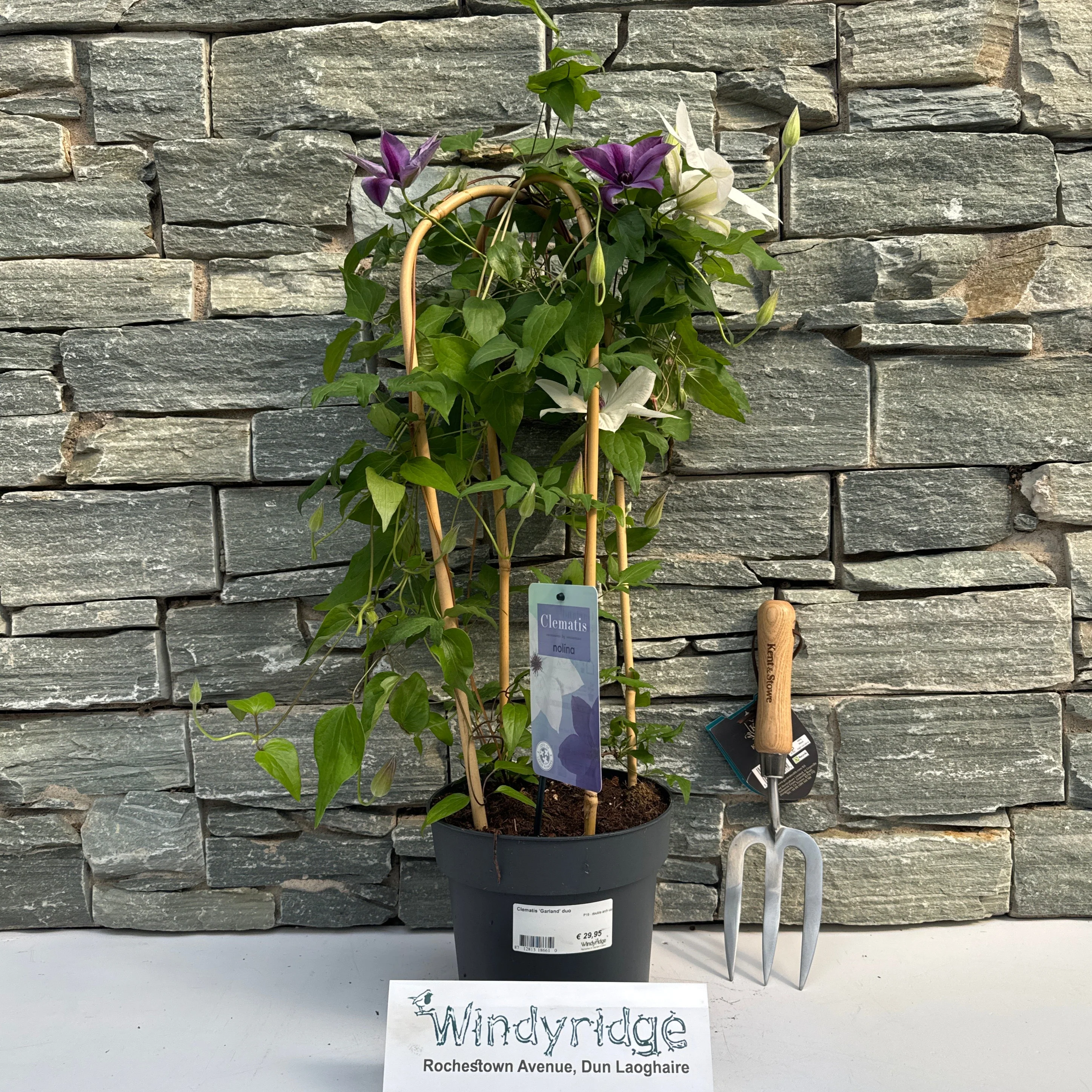 Clematis 'Garland' duo P19 - double arch cane