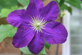 Clematis 'Garland' duo P19 - double arch cane - Image 3