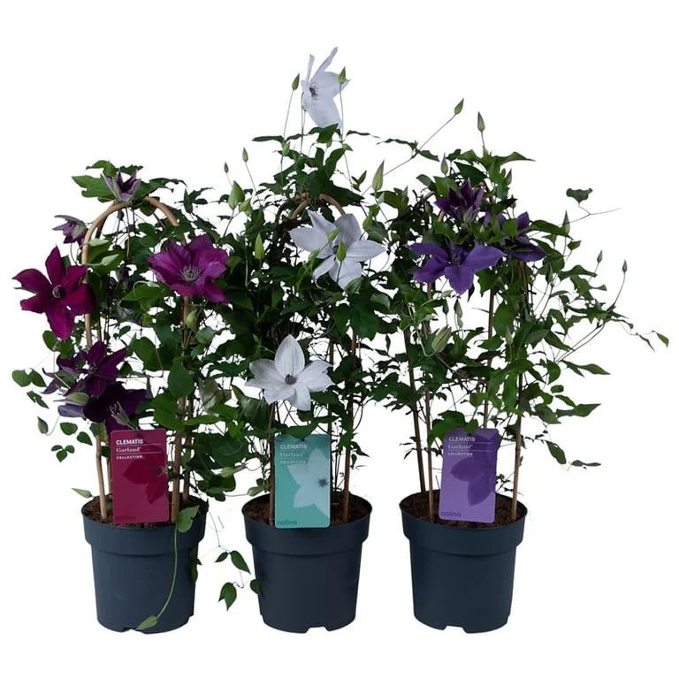 Clematis Garland mix P19 - double arch cane
