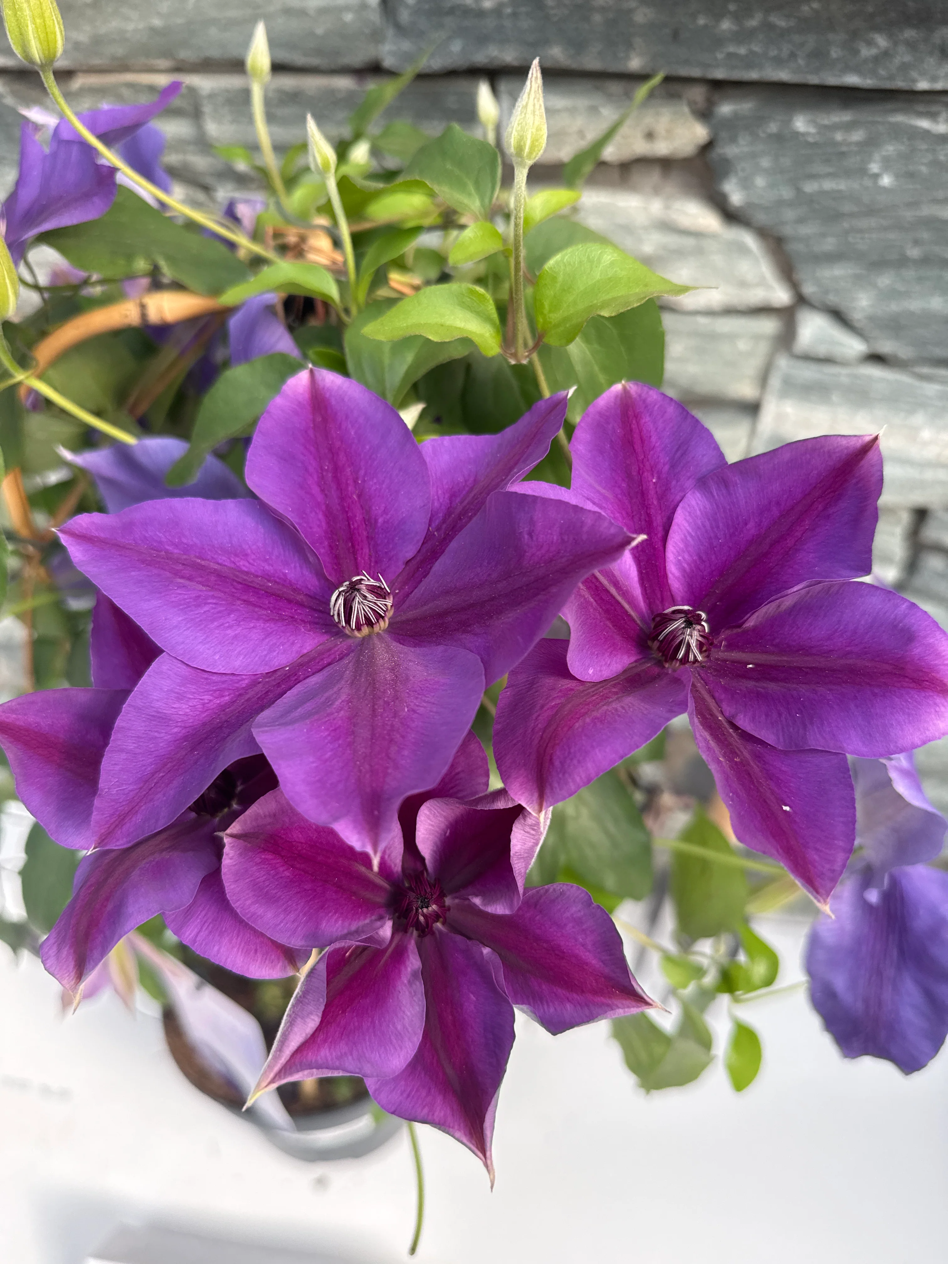 Clematis Garland mix P19 - double arch cane - Image 2