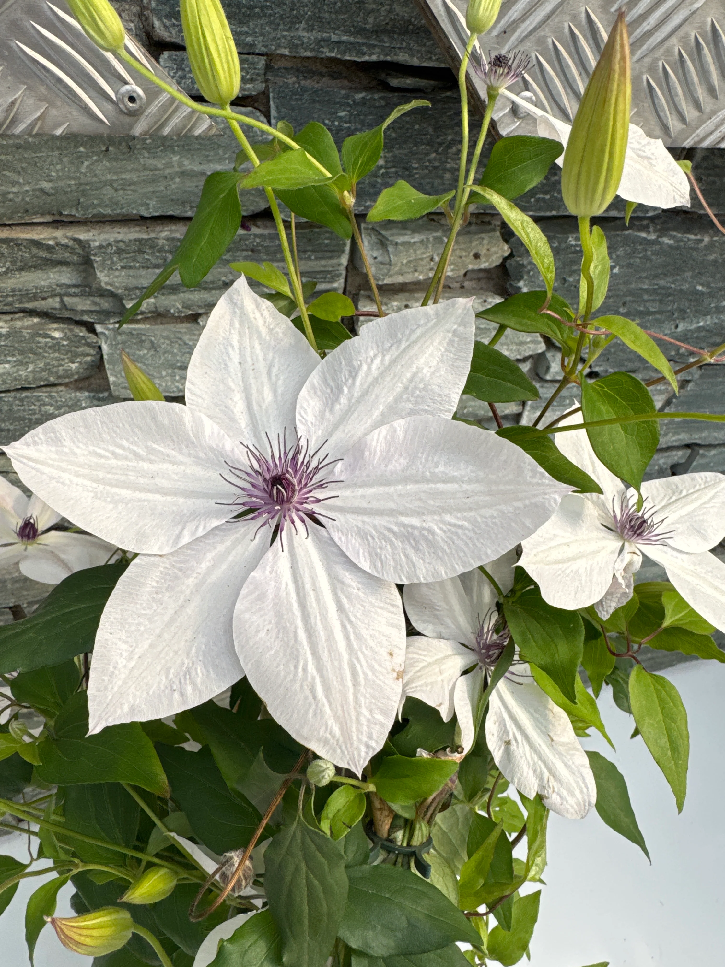 Clematis Garland mix P19 - double arch cane - Image 4