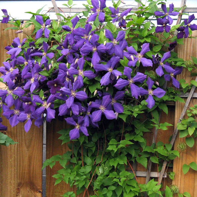 Clematis 'Jackmanii' - Image 2