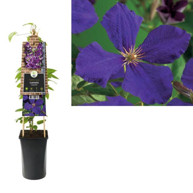 Clematis 'Jackmanii' - Image 3