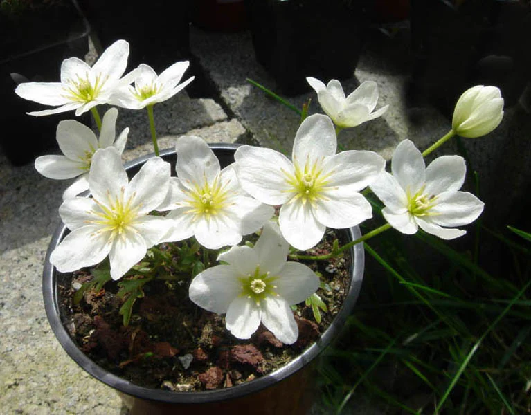 Clematis Joe  S-pot(2,25 L) - Image 2