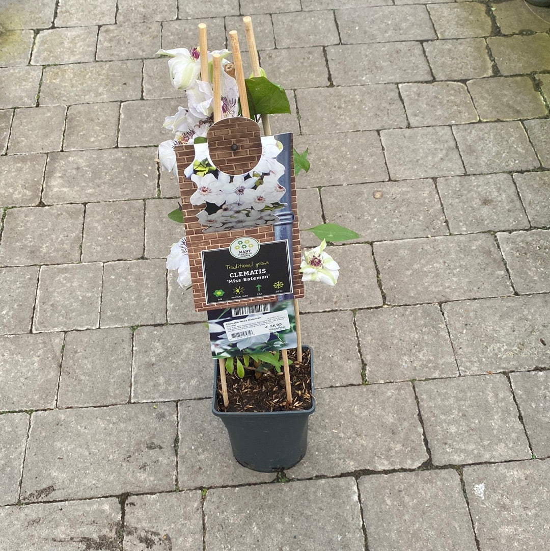 Clematis 'Miss Bateman' - Image 4