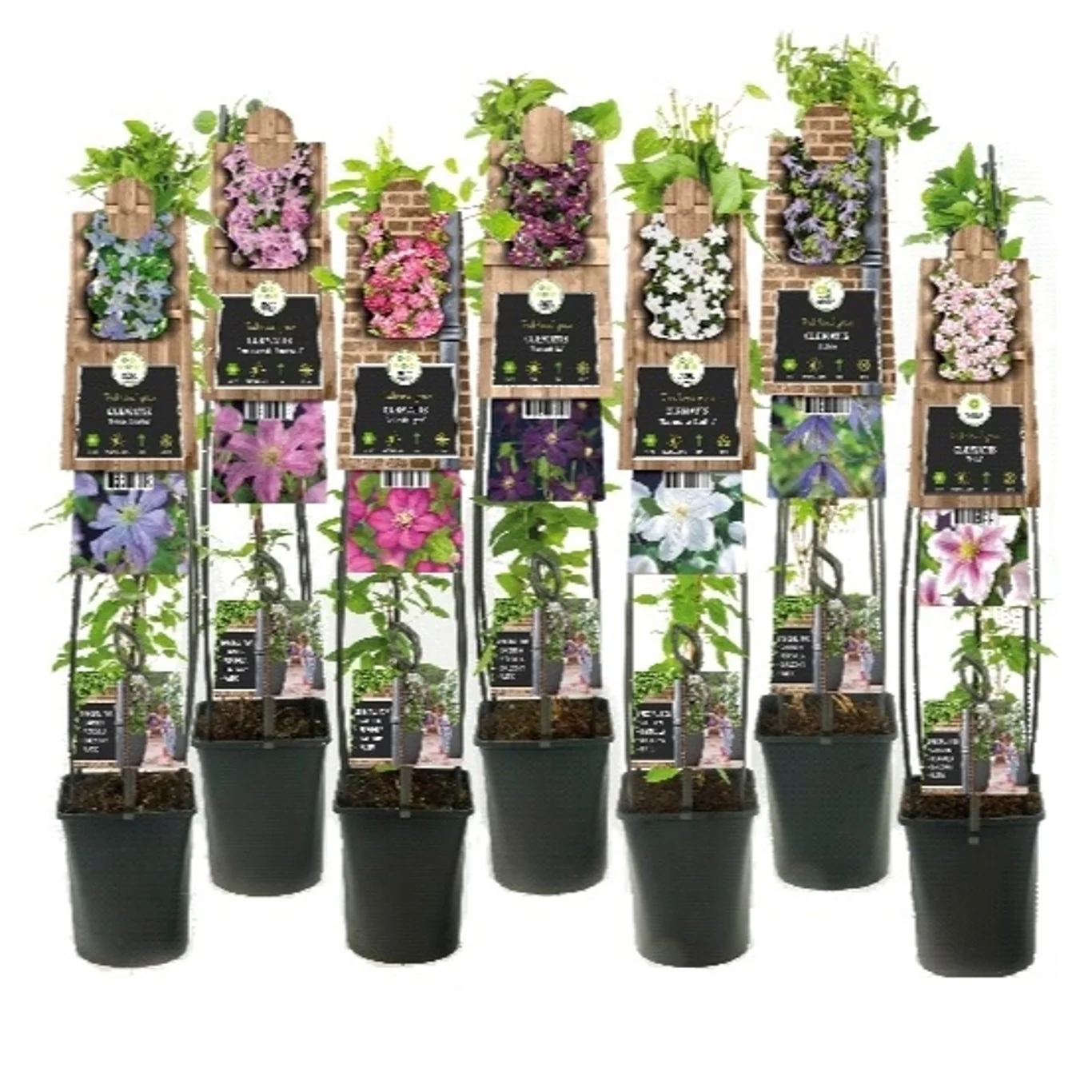Clematis mix / C5.5 - 180 cm cane - Image 3