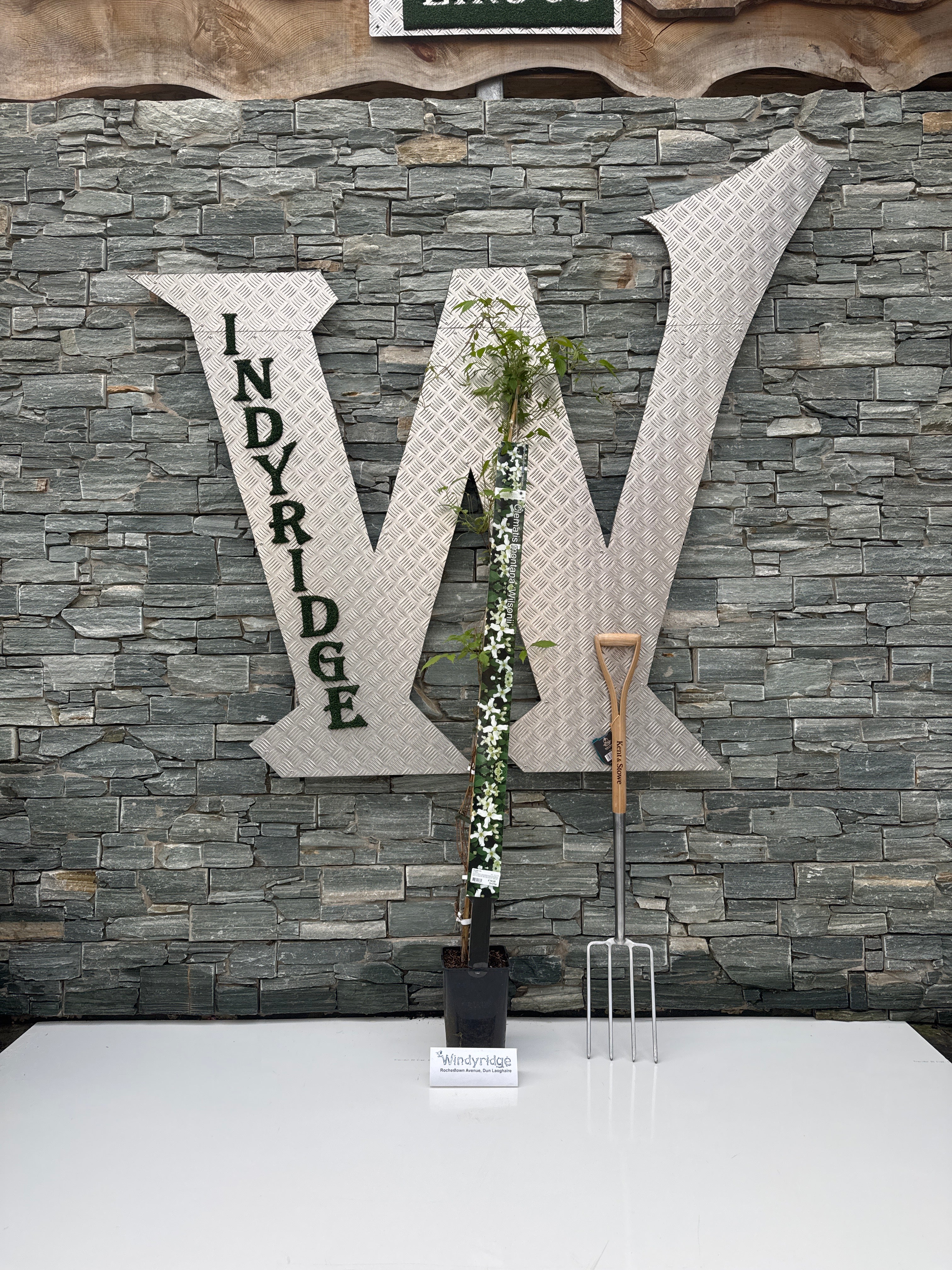 Clematis mix / C5.5 - 180 cm cane - Image 4