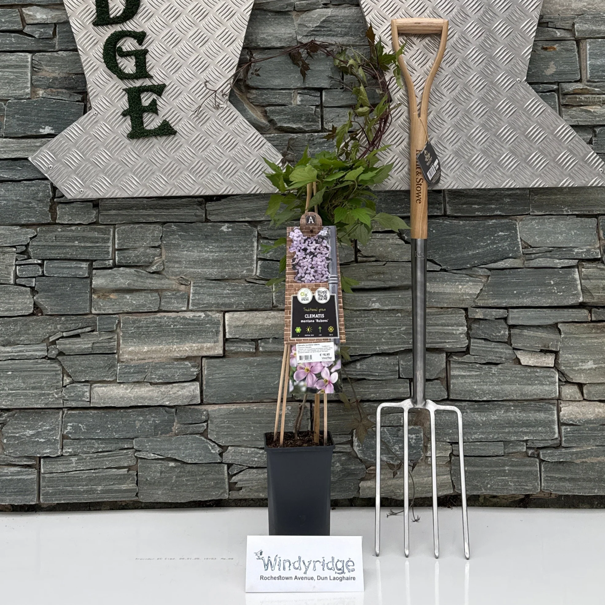Clematis montana rubens S-potÂ®(2,25 L)