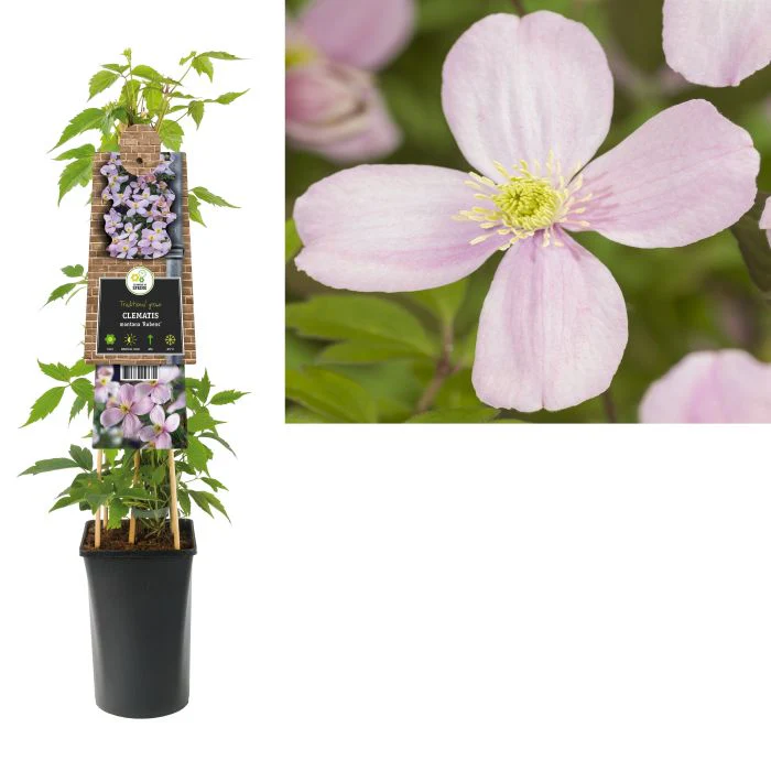Clematis montana rubens S-potÂ®(2,25 L) - Image 3