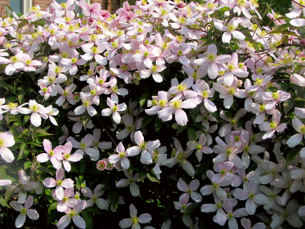 Clematis montana rubens S-potÂ®(2,25 L) - Image 4