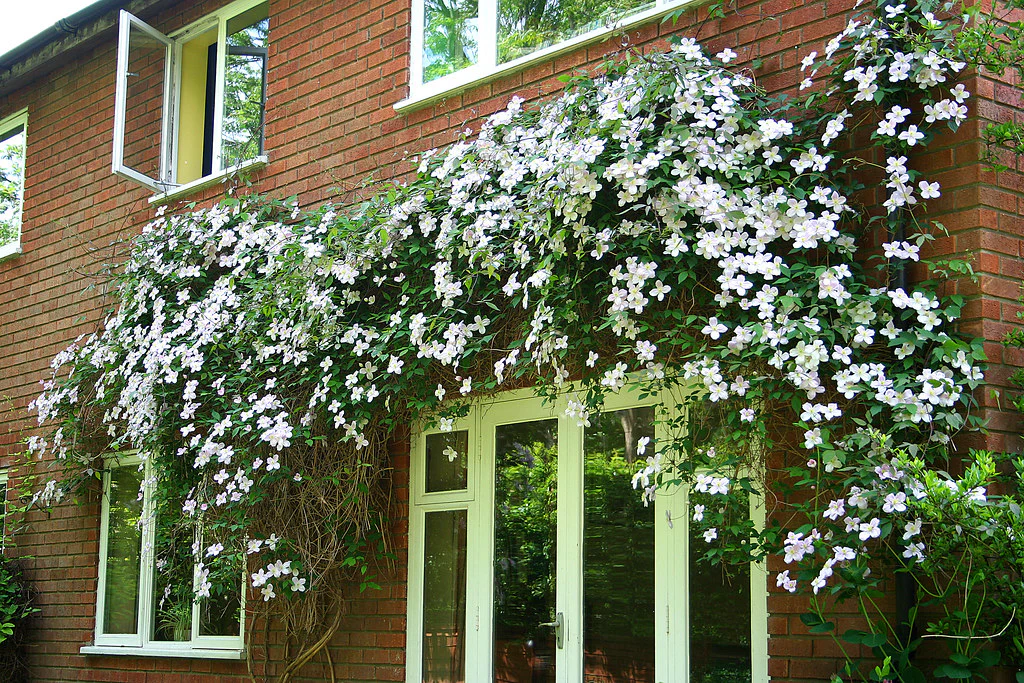 Clematis montana rubens S-potÂ®(2,25 L) - Image 5