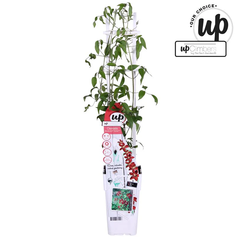 Clematis Nubia   C2 - trellis