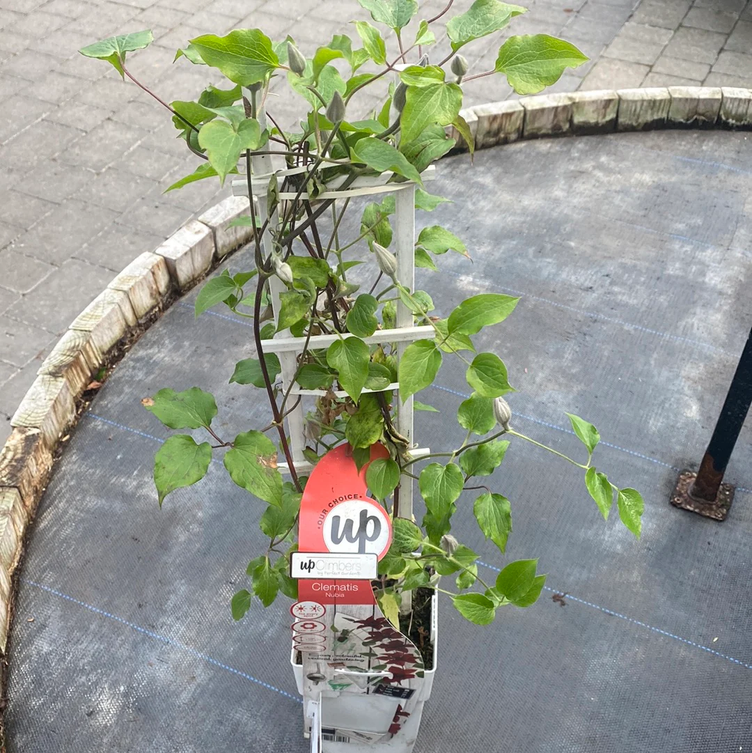 Clematis Nubia   C2 - trellis - Image 2