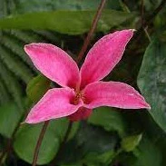 Clematis 'Princess Diana' S-potÃ‚Â®(2,25 L) - Image 2